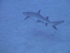 SharkWhiteTip5.jpg